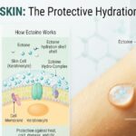 Infographic detailing the ectoin molecular structure and its protective hydration mechanism on human skin cells and lipid barrier.