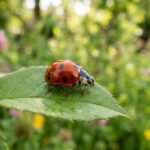 Close-up of a red ladybird with black spots resting on a green leaf outdoors with a soft, blurred green background. On the corner lay What do ladybirds eat
