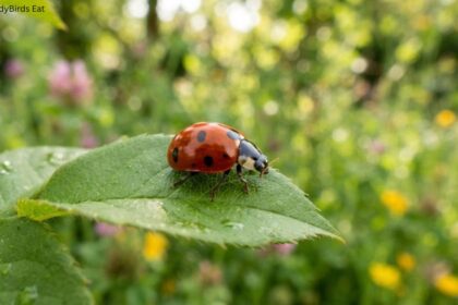Close-up of a red ladybird with black spots resting on a green leaf outdoors with a soft, blurred green background. On the corner lay What do ladybirds eat