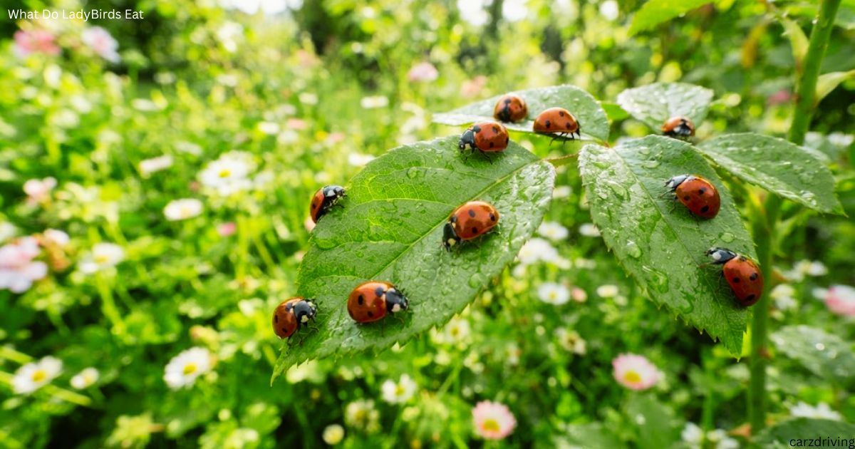 Multiple red ladybirds crawling on wet green leaves in a sunny garden setting.